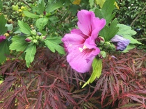 Plant identification please