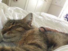 Does your dcat share your bed?