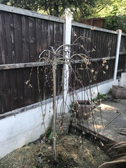 This tree...