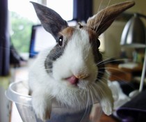 We've been turned down as adopters of rabbits (but not of children!)