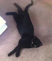 I want to show off my cat please