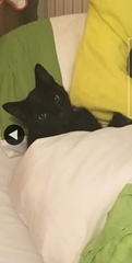 Missing cat - escaped from Cattery in Blackpool [Edited by MNHQ]