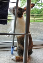 We've been turned down as adopters of rabbits (but not of children!)