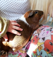 Adopting a pregnant guinea pig tomorrow!