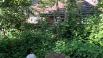 The dreaded Japanese Knotweed