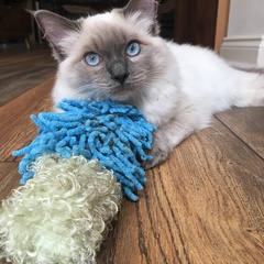 Rag doll/ indoor cat - advice