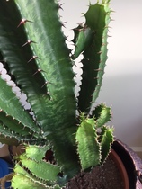 what's wrong with my EUPHORBIA ACRURENSIS?