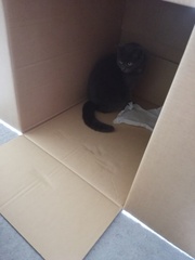 I want to show off my cat please