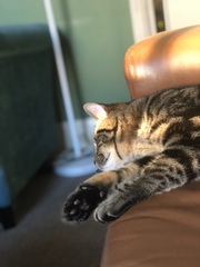 I want to show off my cat please