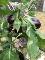 Allotment/Veg Patch Thread 12! Plotmenters hoping for better weather