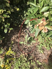 How do l rescue my Himalayan Poppy😭