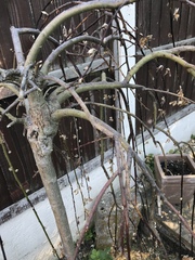 This tree...