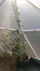 Allotment/Veg Patch Thread 12! Plotmenters hoping for better weather
