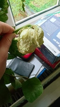 Unacceptable flower delivery service (online company)