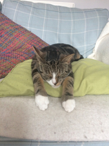 I want to show off my cat please