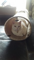 I want to show off my cat please