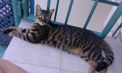 My boycat is the most handsome cat in the world