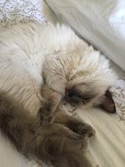 I want to show off my cat please