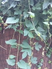 Plant ID