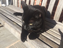 I want to show off my cat please
