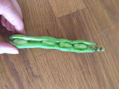 What kind of beans are these?
