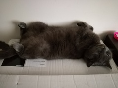 I want to show off my cat please
