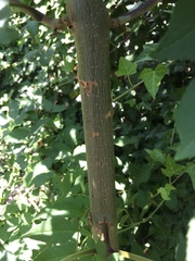 Another identification thread! Please help and tell me what this plant/tree is
