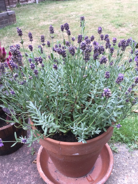 How do you look after potted lavender?