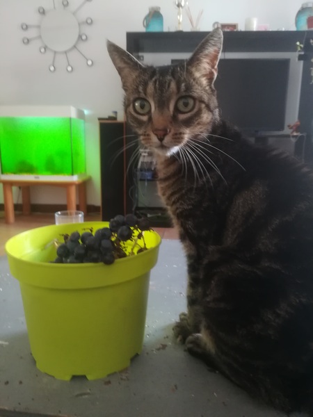 Tabby appreciation thread (with pics)