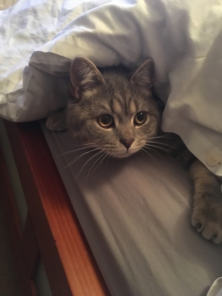 Tabby appreciation thread (with pics)