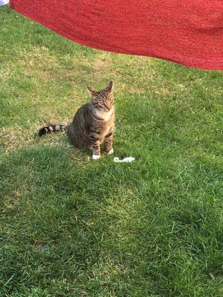 Tabby appreciation thread (with pics)