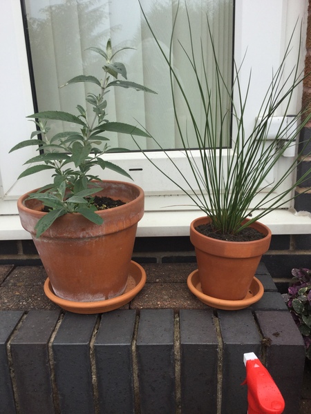 Can anybody please identify these plants ?