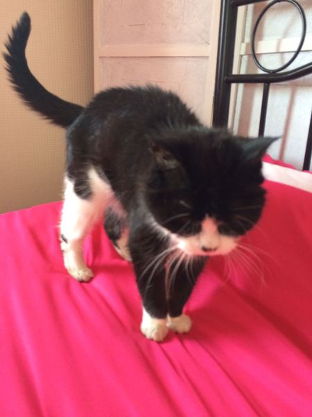List of kitten names, which one to choose?