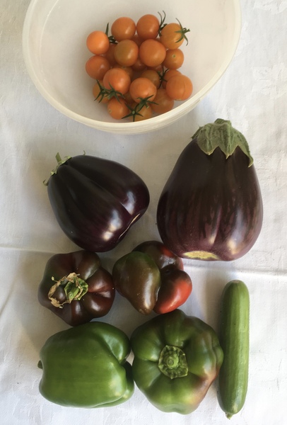 Allotment/Veg Patch Thread 12! Plotmenters hoping for better weather