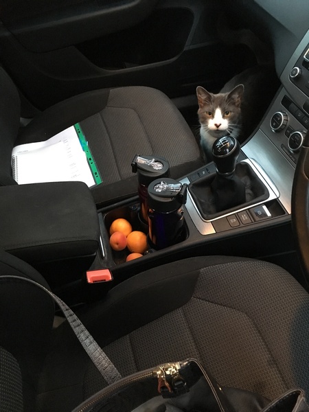 Daft things your pets do