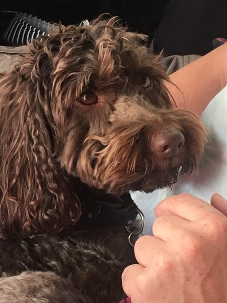 To think Mumsnet don’t approve of any dog?