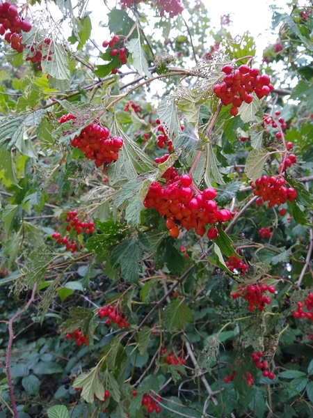 Is this a redcurrant tree?!?