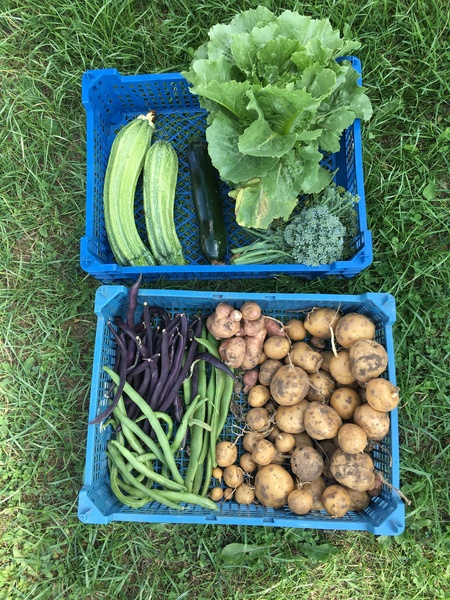 Allotment/Veg Patch Thread 12! Plotmenters hoping for better weather