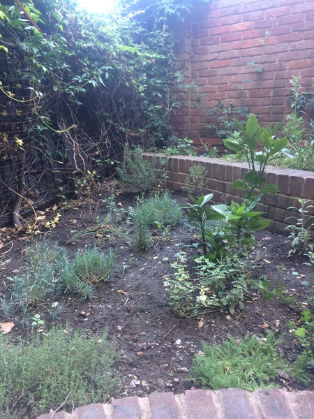 Tips for novice herb gardeners, and what is this?