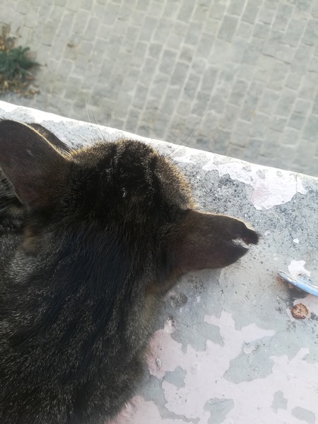 Quick advice please-vet or not?