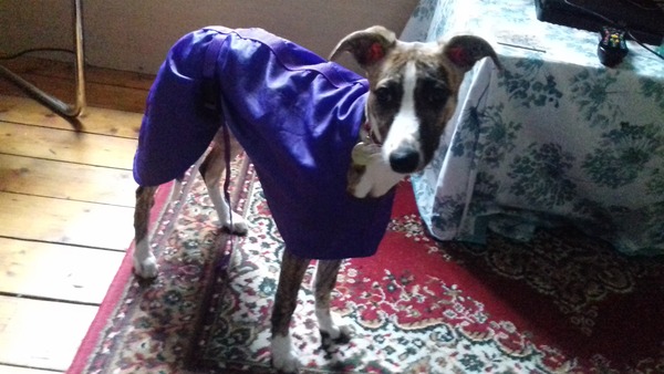 What a beautiful dog!
