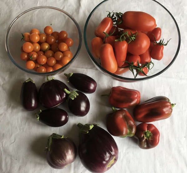 Allotment?Veg Patch Thread 13! Are we weathering the weather?