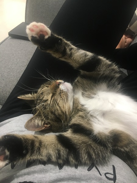 Tabby appreciation thread (with pics)