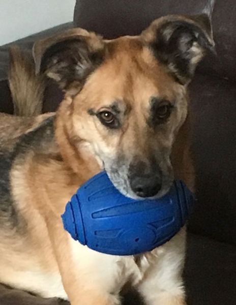 To think Mumsnet don’t approve of any dog?