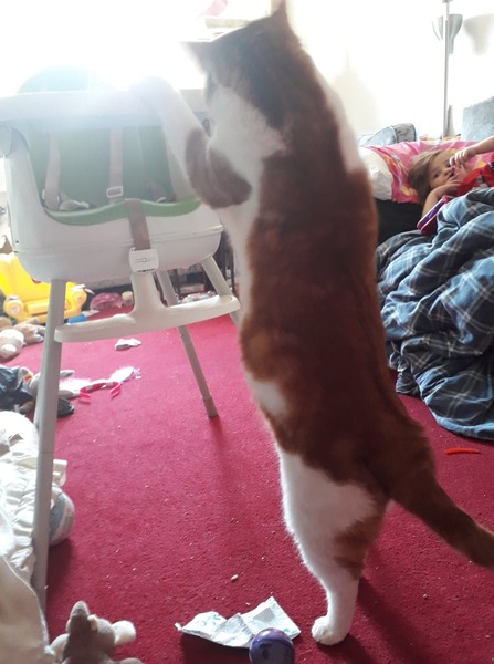 Daft things your pets do