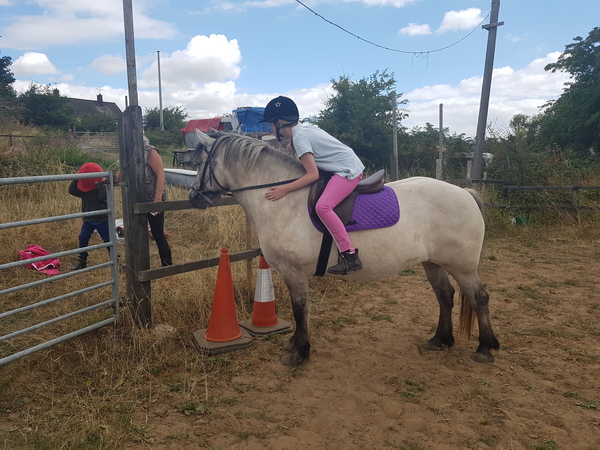 I went to view a horse today, can I have some advice please
