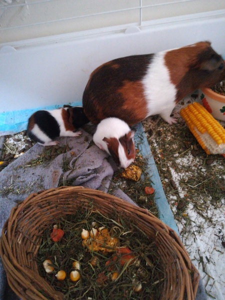 Adopting a pregnant guinea pig tomorrow!