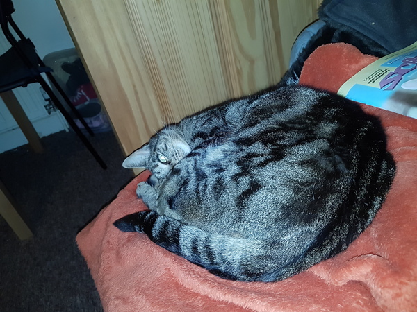 Tabby appreciation thread (with pics)