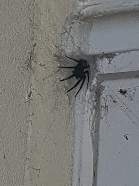 Fucking spiders!!!!!