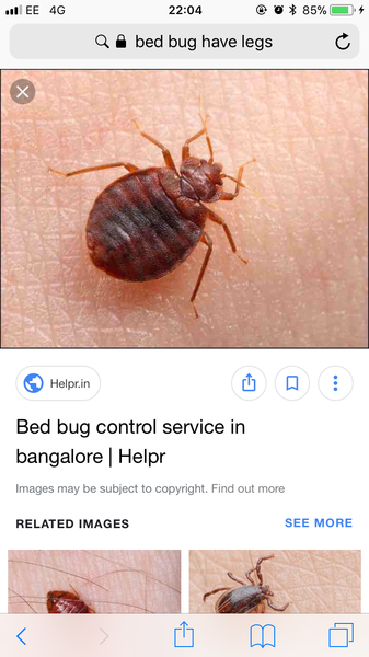 Is this a bed bug?!